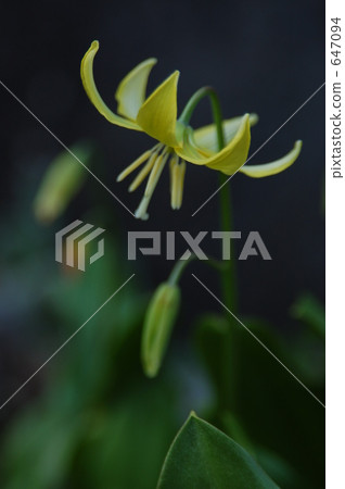 豬牙花 犬齒赤蓮 春天 647094