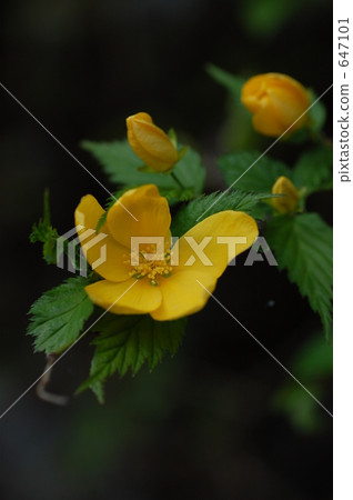 日本金蓮花 薔薇 中國棣棠屬 647101