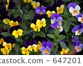 viola, bloom, blossom 647201