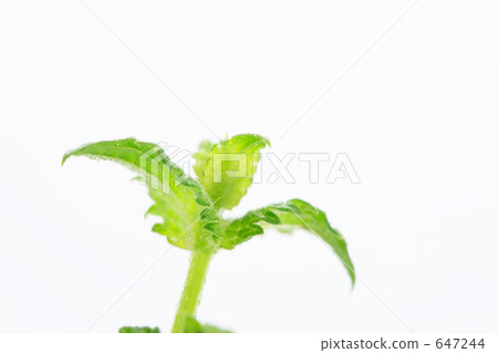 Mint 647244