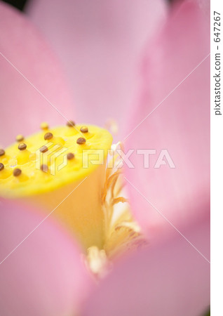 Water lily Water lily 647267