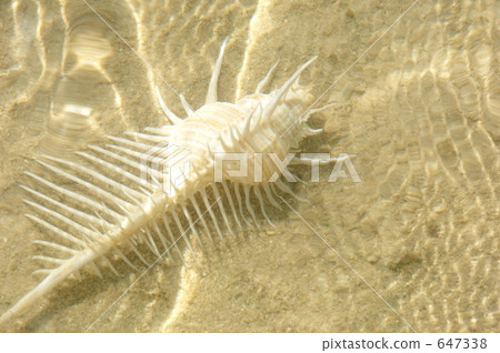 囊外和海洋 647338