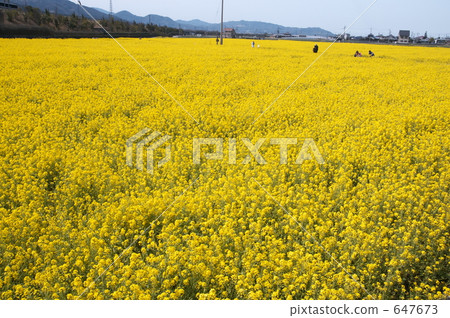 油菜花 油菜 一個表面 647673