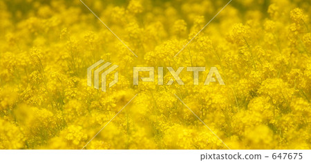 油菜花田 油菜花 油菜 647675