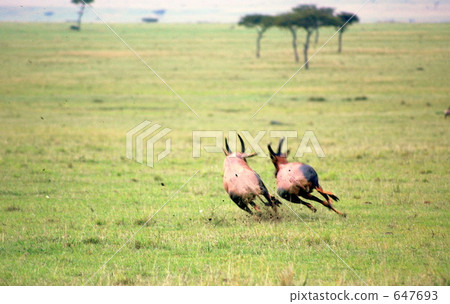 topi, topic, savanna 647693