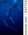 Humpback whale dancing 647724