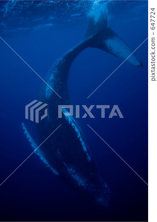 Humpback whale dancing Humpback whale dancing 647724