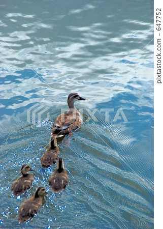Parent and child of kalgamo 647752