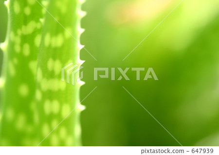 aloe, foliage plant, botanic 647939