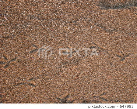 Bird's footprint Bird's footprint 647983