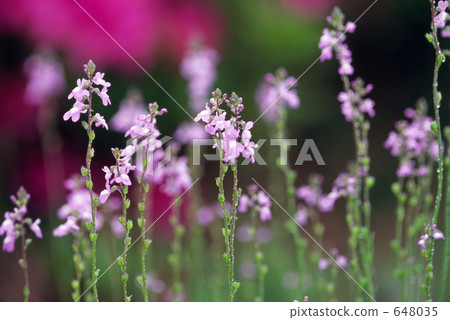 花朵 花 花卉 648035