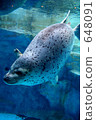 seal  648091