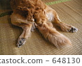 Buttocks 648130