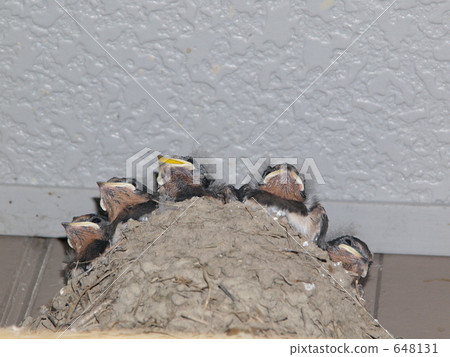 Swallow swallow Swallow swallow 648131