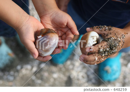 Hand of a child with a shell Hand of a child with a shell 648259