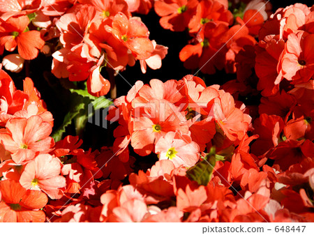 Primula Julien 648447