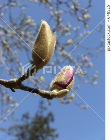 玉蘭芽 玉蘭芽 648515