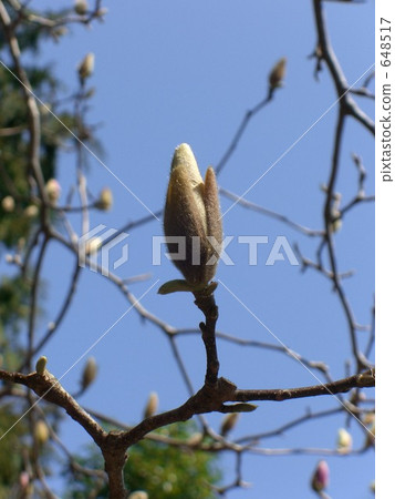 Magnolia bud Magnolia bud 648517