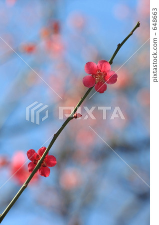 Kaname Yushima Tenjin 648663