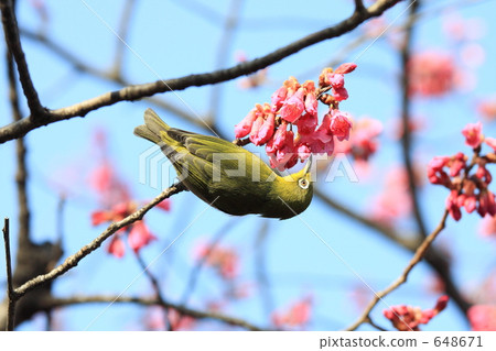 寒緋櫻 櫻花 台灣櫻桃 648671