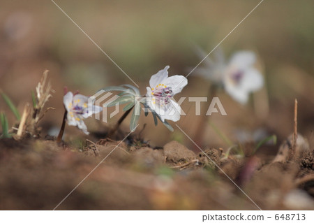 shibateranthis pinnatifida, setsubunso, bloom 648713