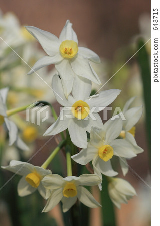 convallaria, lily of the valley, bloom 648715