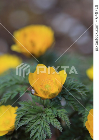Mukōjima-Hyakkaen Garden, germination, sprout 648718