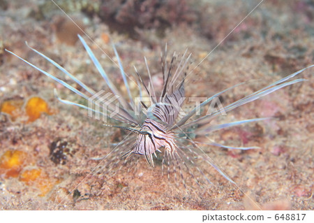 獅子魚 魔鬼蓑鲉 炒 648817