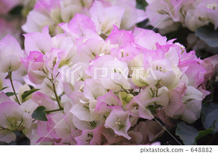 Bougainvillea Bougainvillea 648882