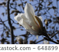 bloom, blossom, blossoms 648899