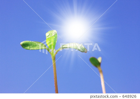 Sprout 648926