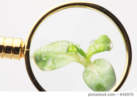 Glasses and sprouts Glasses and sprouts 648970