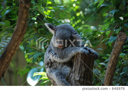 Koala sleeping Koala sleeping 648976