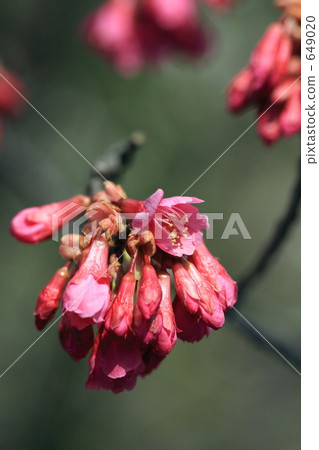 觀賞櫻花 649020