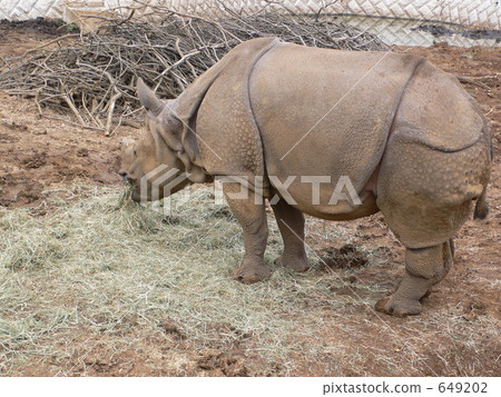 Rhino Rhino 649202