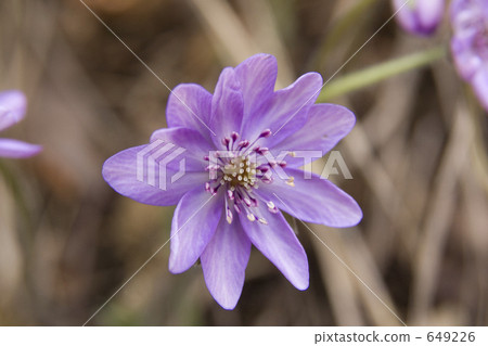 Snow race Snow race 649226