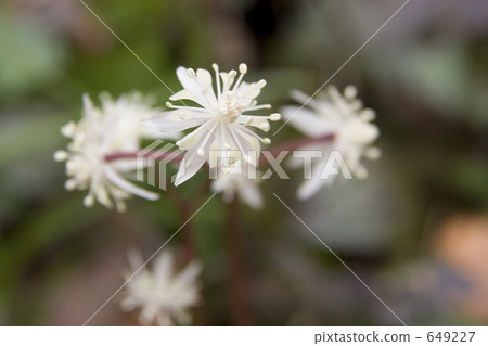 Chivalaubauren 649227