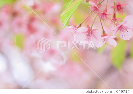 河津櫻 櫻花 川角櫻桃花 649734