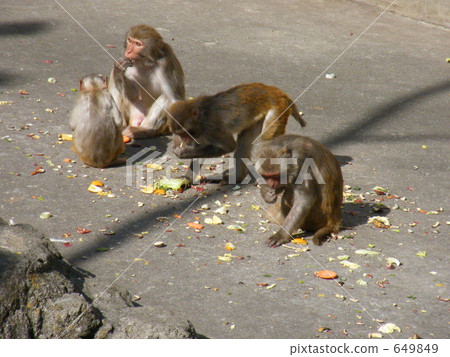 Rhesus monkey Rhesus monkey 649849