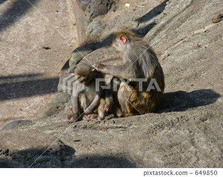 恒河猴 恒河猴 649850