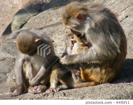 恒河猴 恒河猴 649851