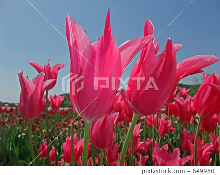 Tulip field 649980