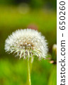  Dandelion 650260