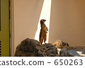 Meer cat taking a spotlight 650263