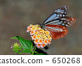 Adagimadara 650268