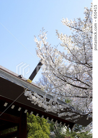 靖國神社的櫻花 靖國神社的櫻花 650415