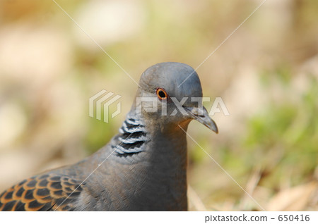 斑鳩 650416