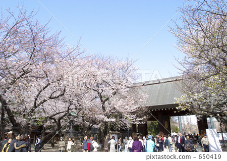 靖國神社的櫻花 650419