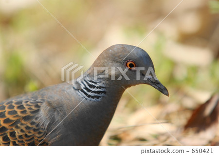 斑鳩 斑鳩 650421