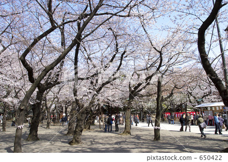 靖國神社的櫻花 靖國神社的櫻花 650422